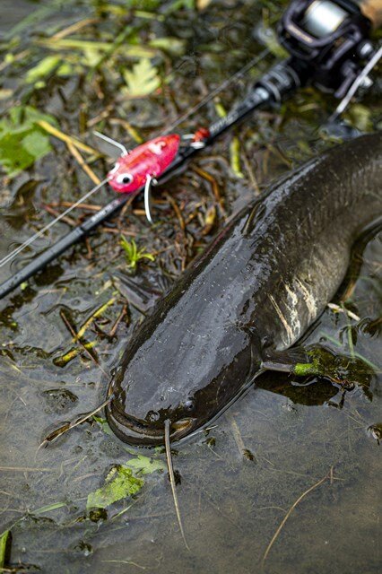 つぶらな瞳と大きな口、そして長いヒゲにふっくらお腹というユーモラスな風貌が愛らしい