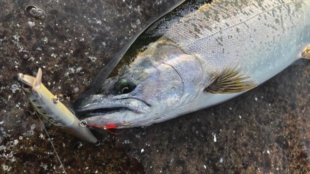 サクラマスのスレを防げる？！段差フックシステム | つり人オンライン