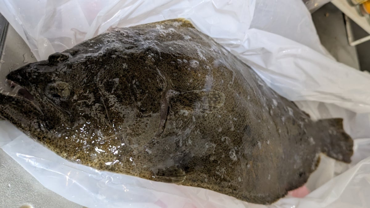 シンクに広げたポリ袋の中の魚