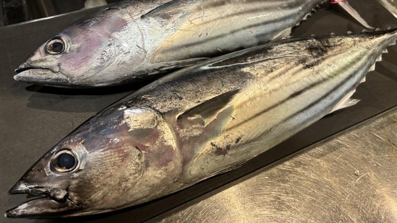 天井にウロコ、家中が臭い…。魚を捌く海釣り派へお悩みアンケート【賞品あり】