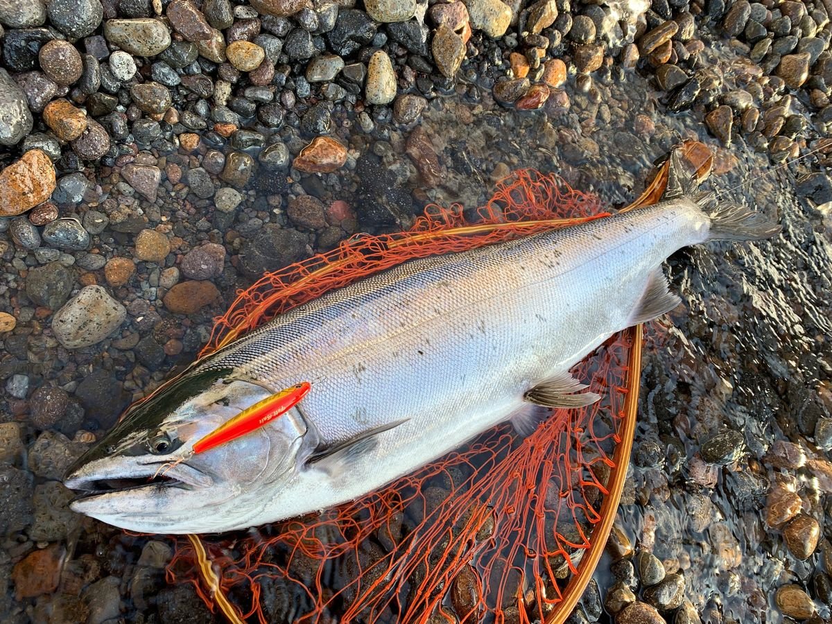 131cmのイトウ！？ トラウト王国北海道のポテンシャルおそるべし