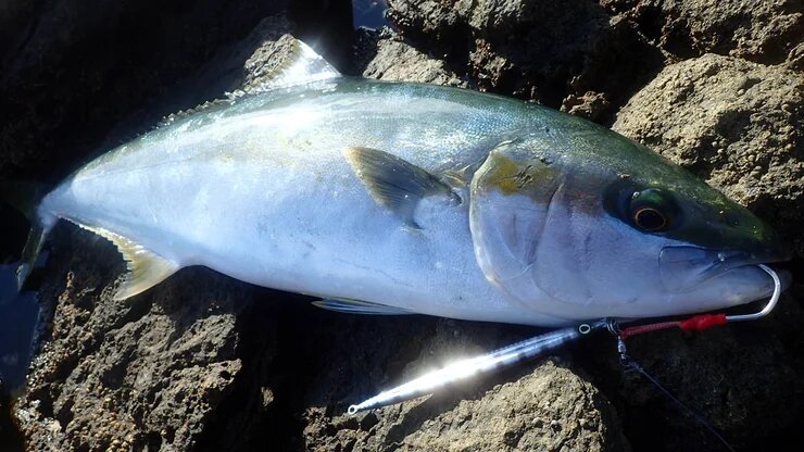 撃投ジグで釣れたヒラマサ
