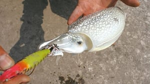 【シリヤケイカの釣り方】海釣り施設で気軽に釣れる！スッテ・エギング攻略法