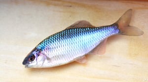 手ぶらで楽しむタナゴ釣りの世界。釣り堀で極小ターゲットと遊ぶ