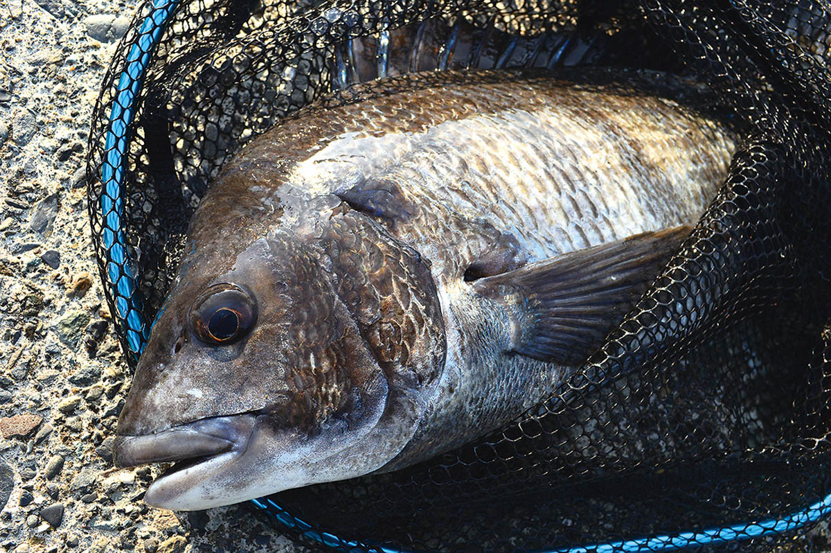全国おすすめ釣り場ガイド 静岡県／清水港 クロダイ | つり人オンライン