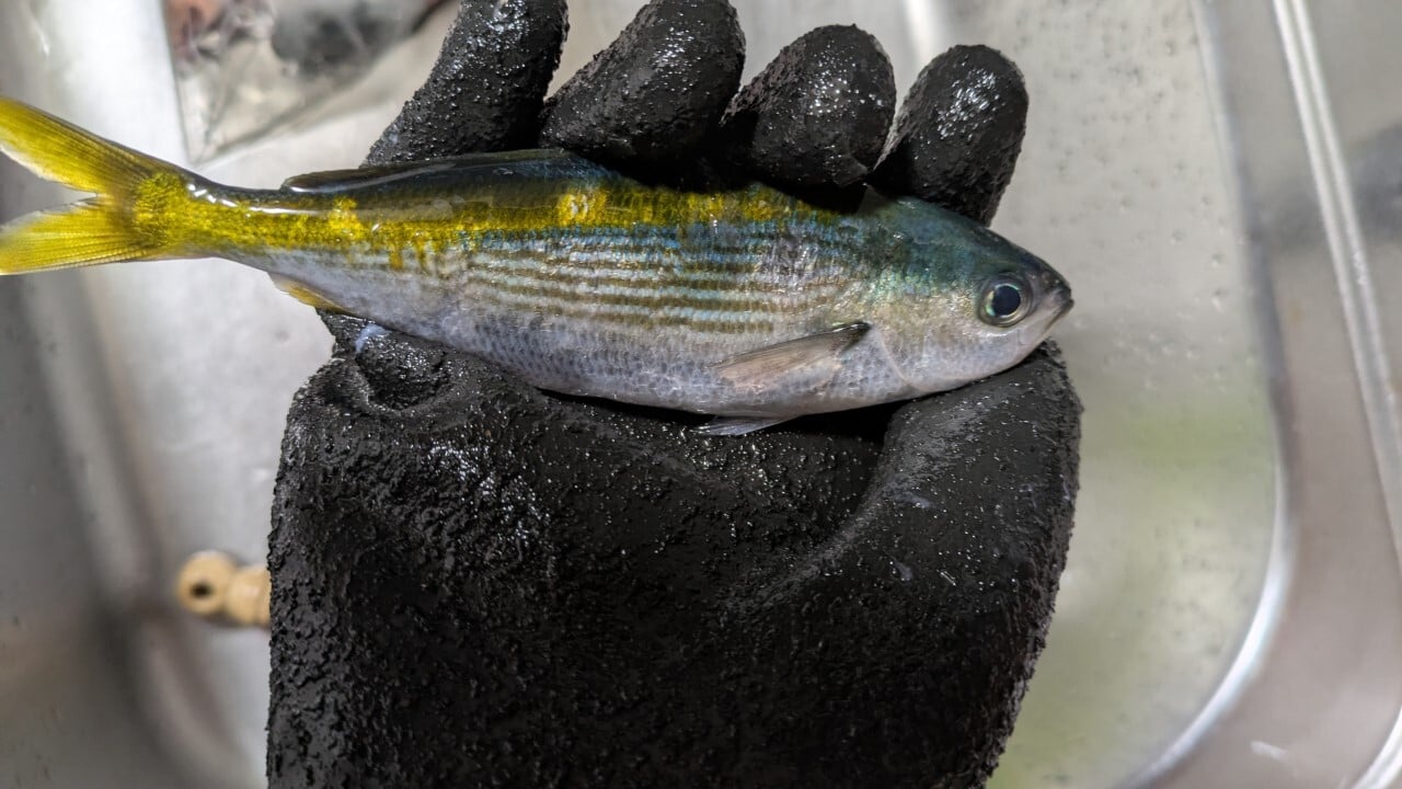 魚を持っても怪我を防げる水産用手袋黒潮