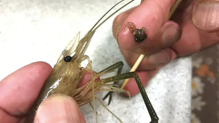 テナガエビの砂袋
