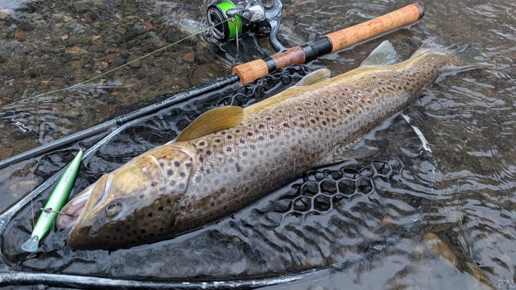 50cm台後半のブラウントラウト