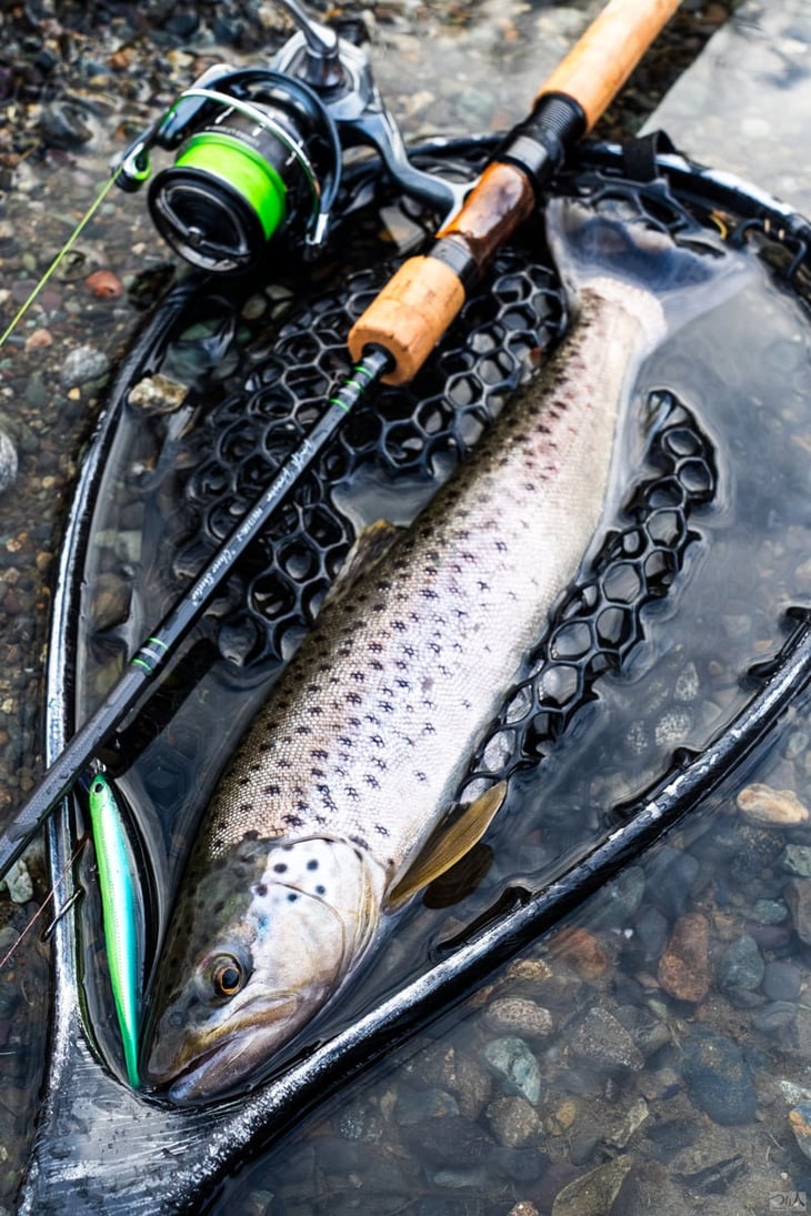 『シュマリ95F』新色の「LHフォレストグリーンゴールド」で釣り上げたブラウントラウト