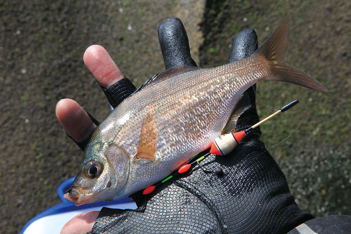 身近な小磯のウキ釣り入門／ウミタナゴ編 | つり人オンライン