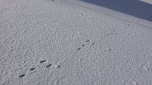 【動物の痕跡クイズ】雪に残されたY字の特徴的な足跡！この正体は？