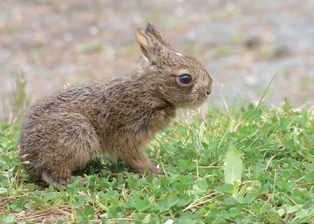 ニホンノウサギ
