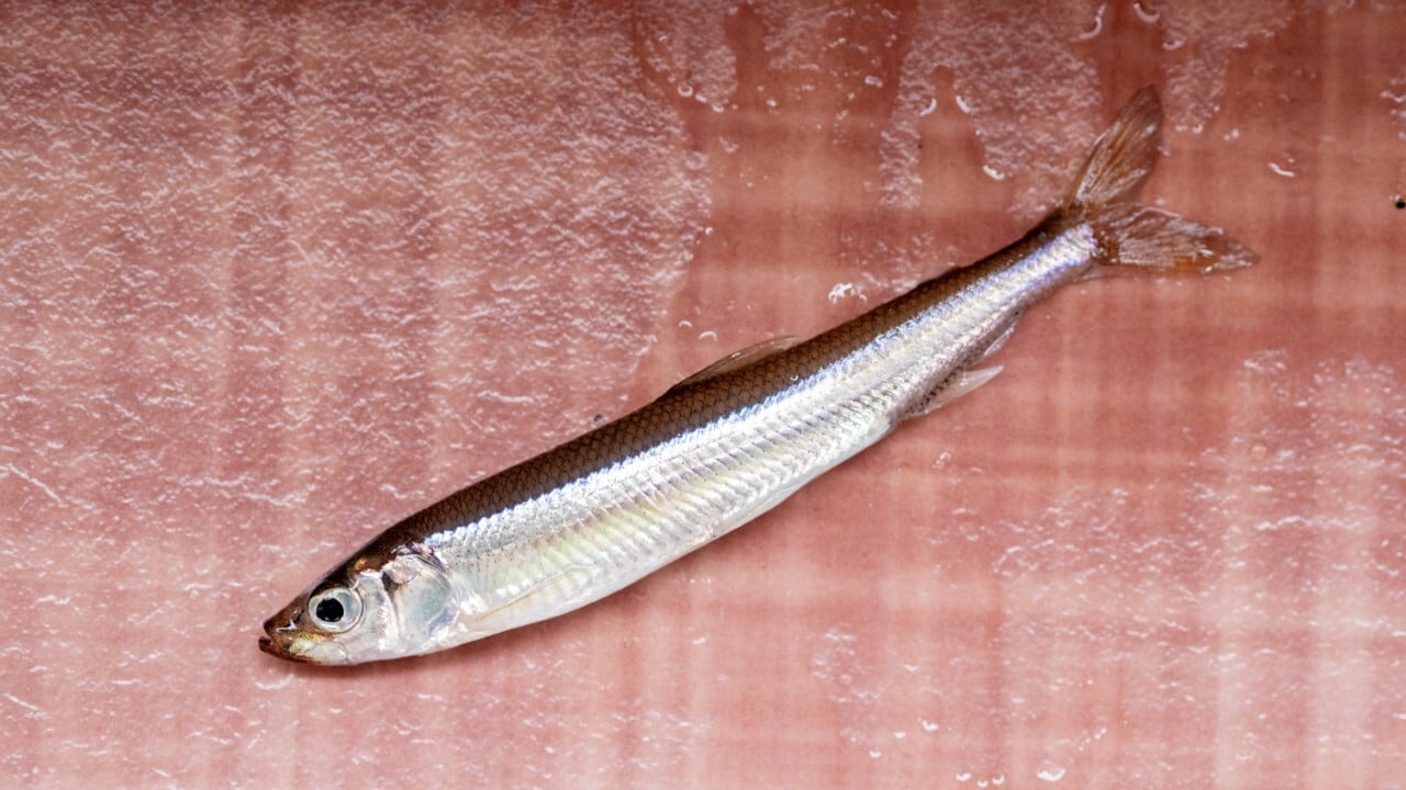 山名湖のワカサギ