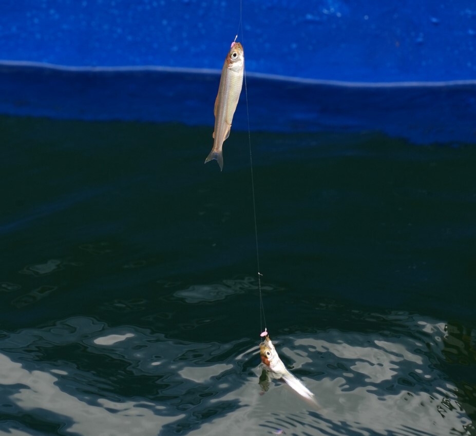 wakasagi02r (カスタム)