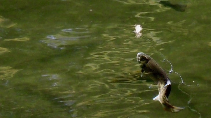 yamame-2
