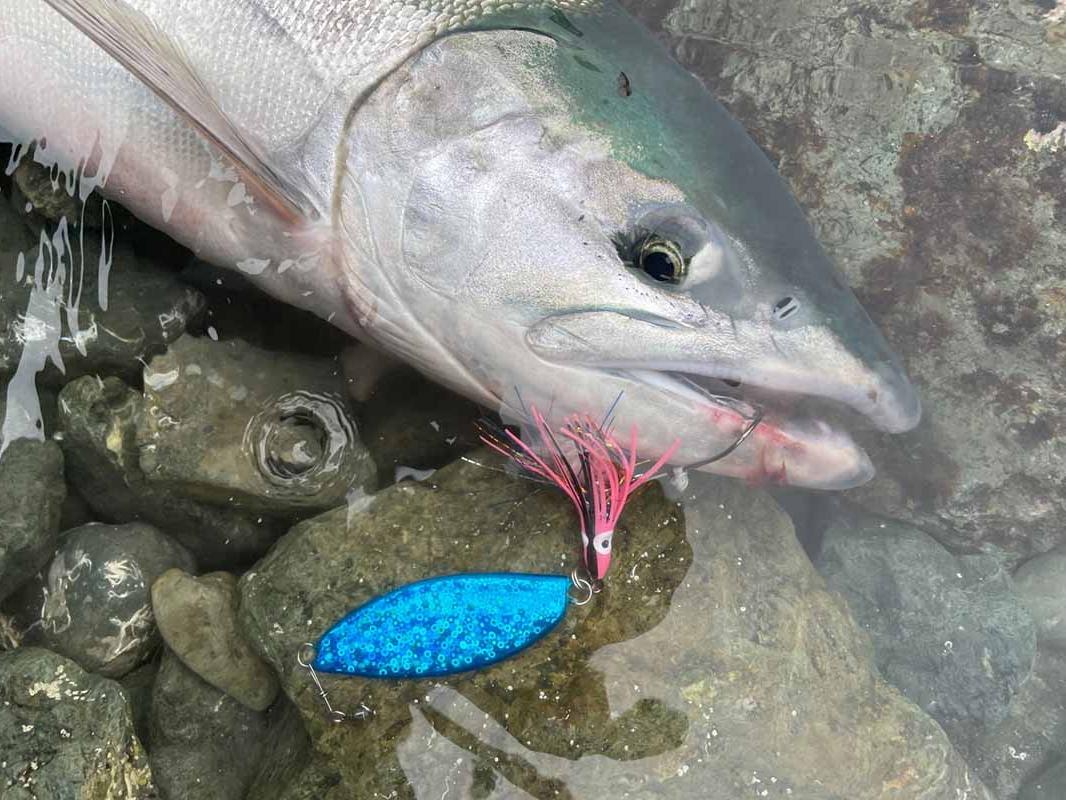 アキアジ 鮭釣り - 北海道のその他