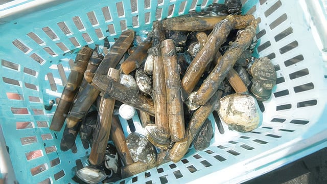 マテガイを入れるカゴ