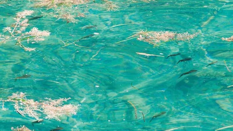 秋エギング攻略】なぜ、アオリイカが釣れないのか？釣果アップのために