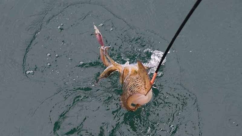 秋エギング攻略】なぜ、アオリイカが釣れないのか？釣果アップのために