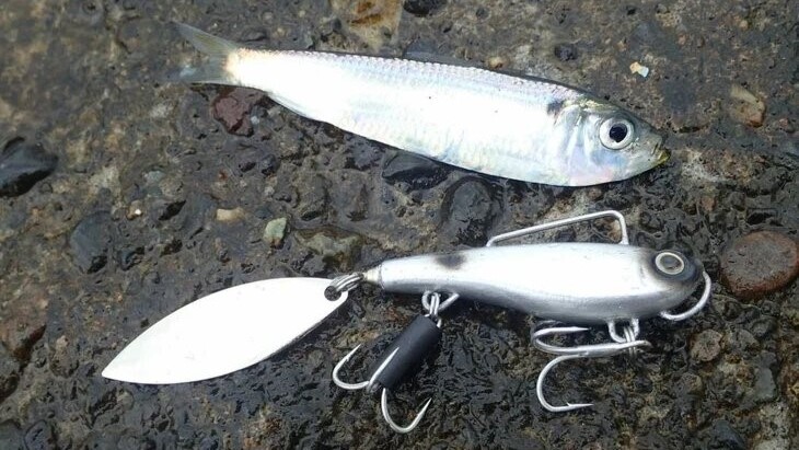 2026】シーバスルアーおすすめ20選 レンジ・ベイト別「一軍ルアー