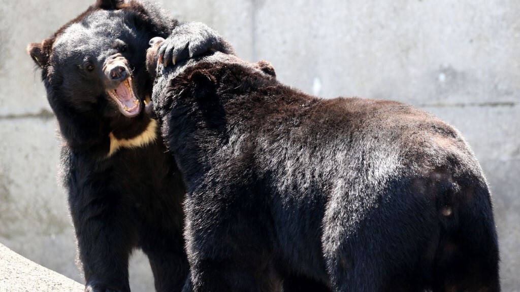 知るなら今でしょ！山での新世代ツキノワグマ対策6選【熊撃退スプレー