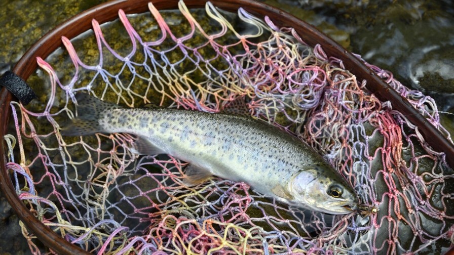 ふらっと手軽に渓魚と遊ぶ、札幌市内の川で楽しむ「テンカラ釣り」