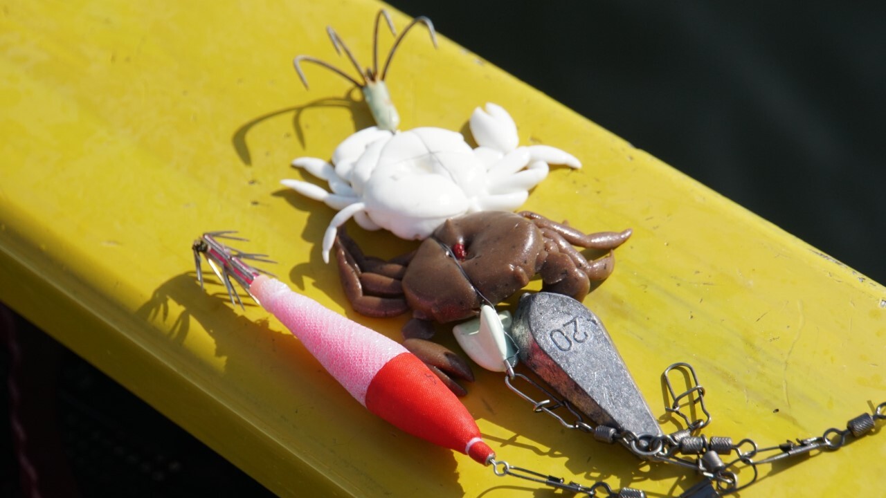 東京湾エギタコ】釣果に差がつく3つのコツ！エキスパート三石忍が