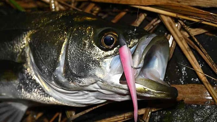 2026】シーバスルアーおすすめ20選 レンジ・ベイト別「一軍ルアー