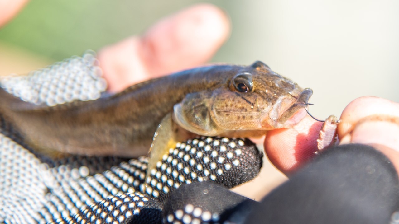 東京下町デカハゼハンターが明かす、大型だけをピンポイントで狙う釣り