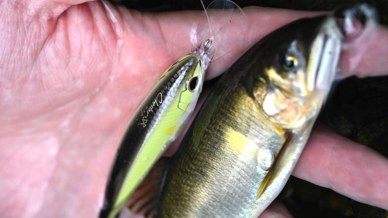チェスターで釣れたアユ