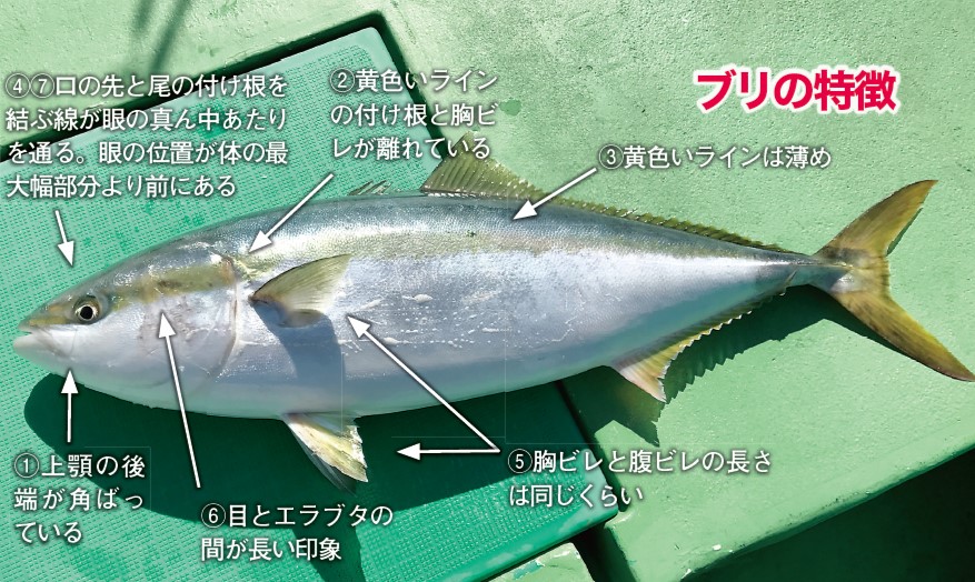 ブリの特徴