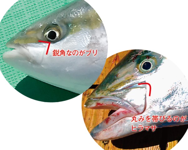 ブリとヒラマサの顎の違い