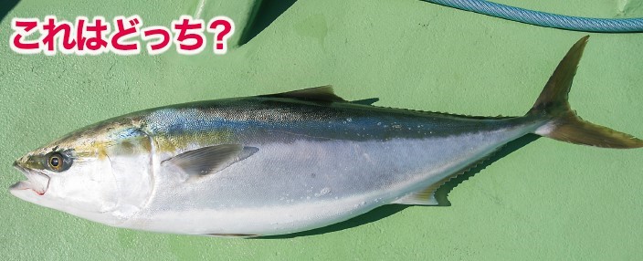 魚のクイズ画像