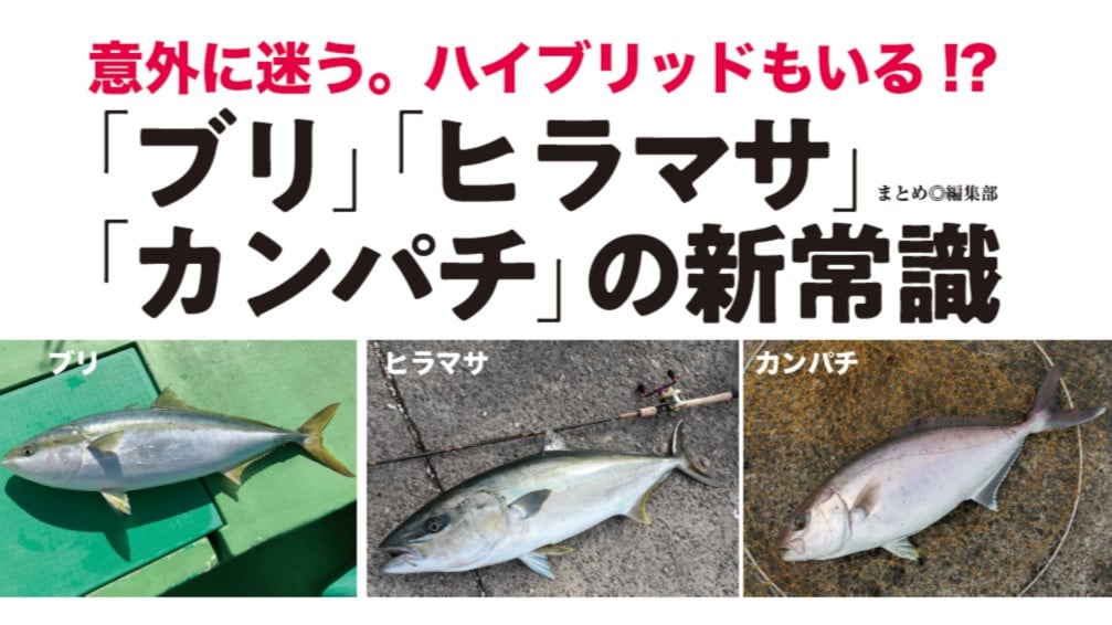 【写真解説】ヒラマサとブリ、カンパチの違いとは？【見分け方】