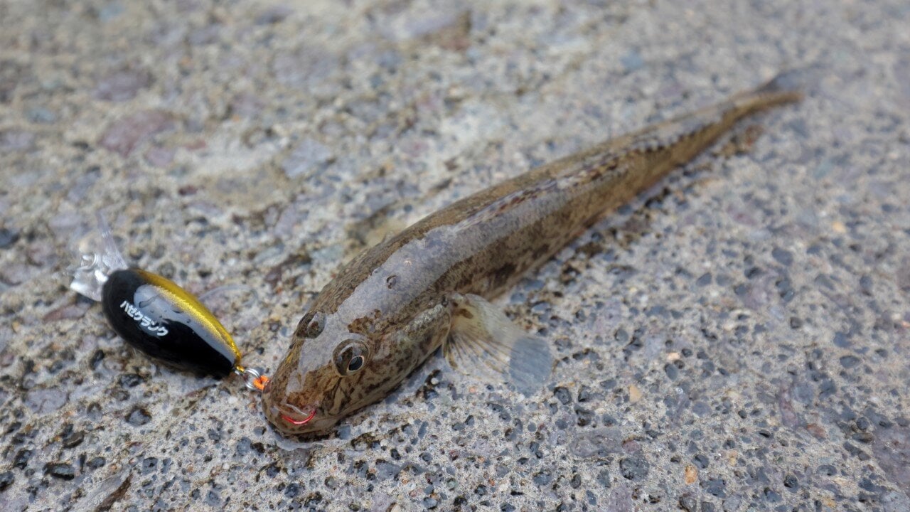 ハゼクラで釣れたマハゼ