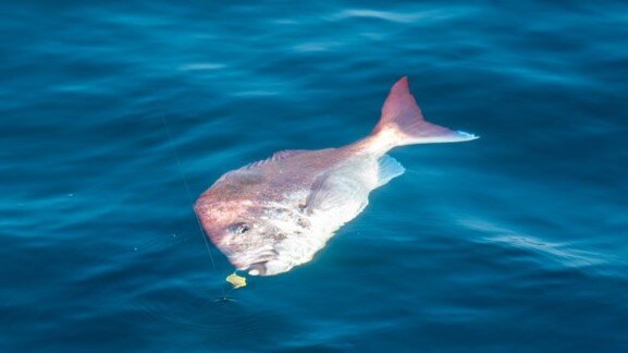 旨い魚を求めて新潟県柏崎へ！釣った魚は切れ味抜群の山人包丁でお刺身に！