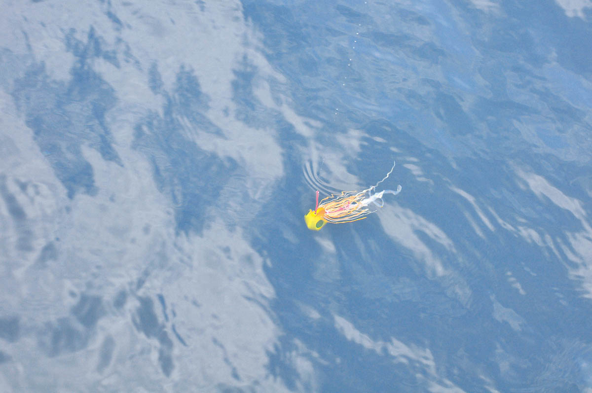 水面下のタイラバ