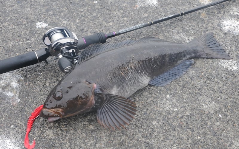 ロックフィッシュロッドおすすめ18選｜ベイト・スピニング人気製品 魚種別釣りガイド