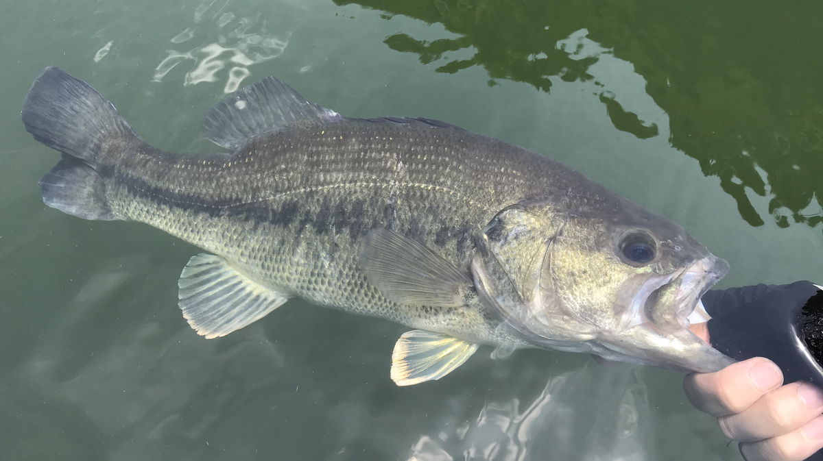 守るべきバス釣りの法律とルールまとめ／これからもバス釣りを続けていくために必要なこと