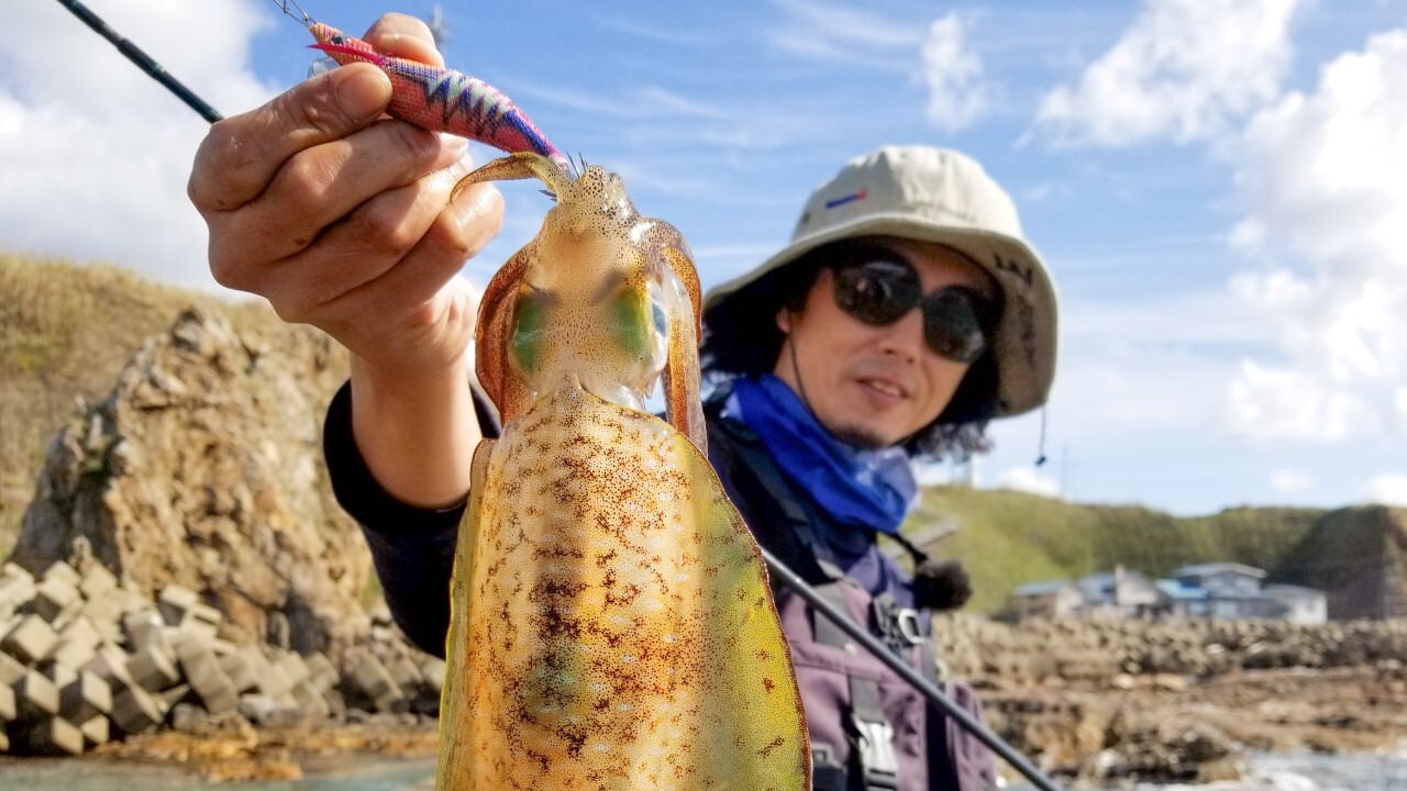アオリイカ