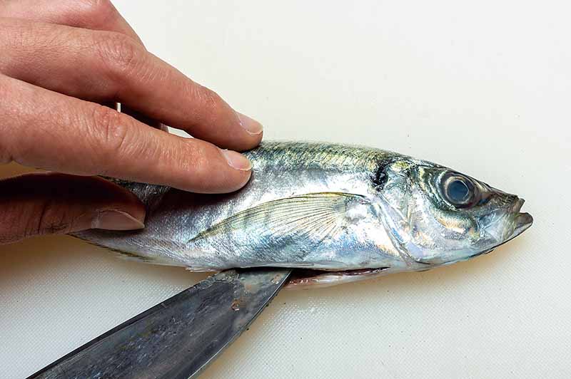 1. エラブタ下から肛門まで腹を割る