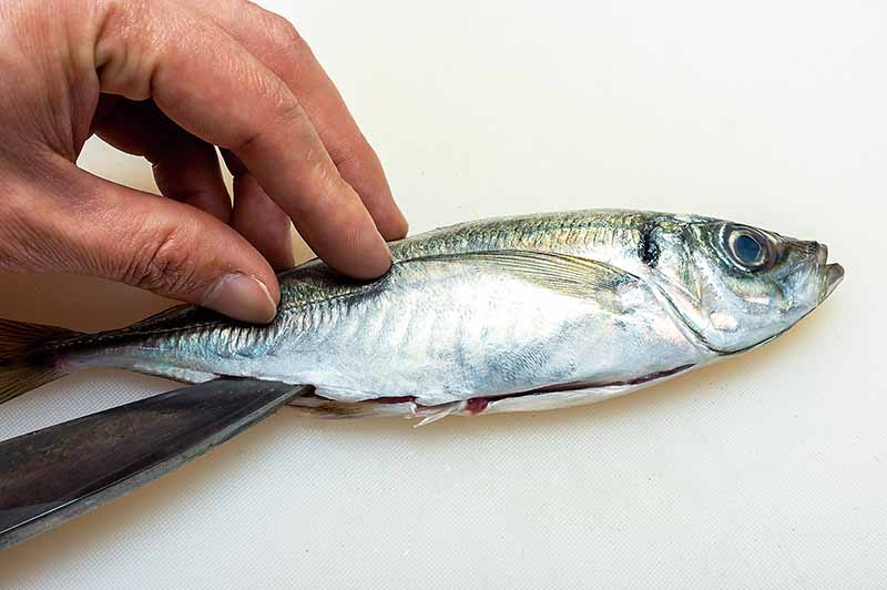 3. 肛門から尾の付け根まで腹身を切り開く