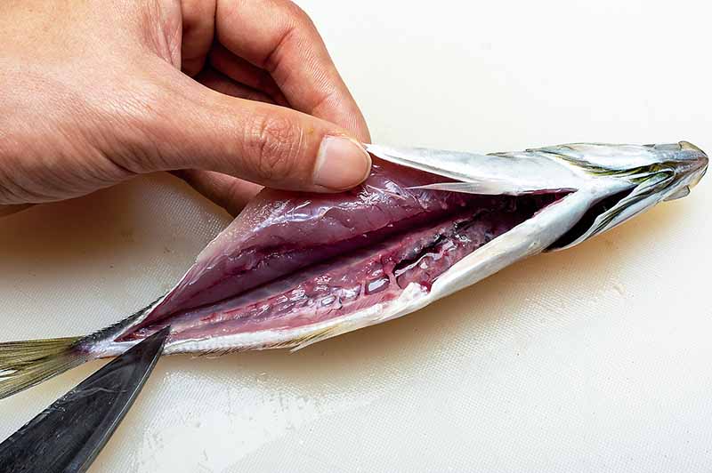 7. 背身を開き切ったアジ