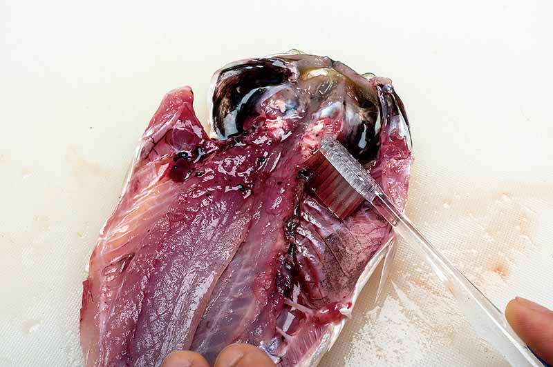 11. 小型ブラシで血ワタを掻き出す