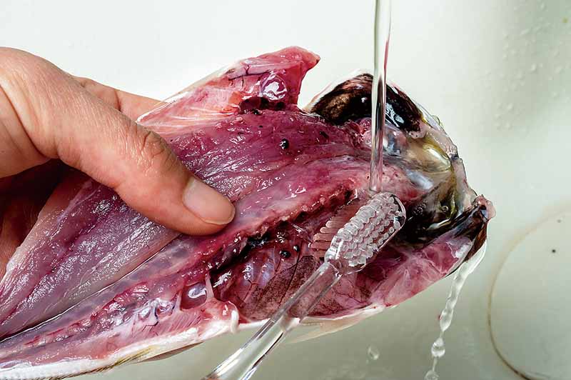 12. 流水下で腹膜の汚れを掃除する