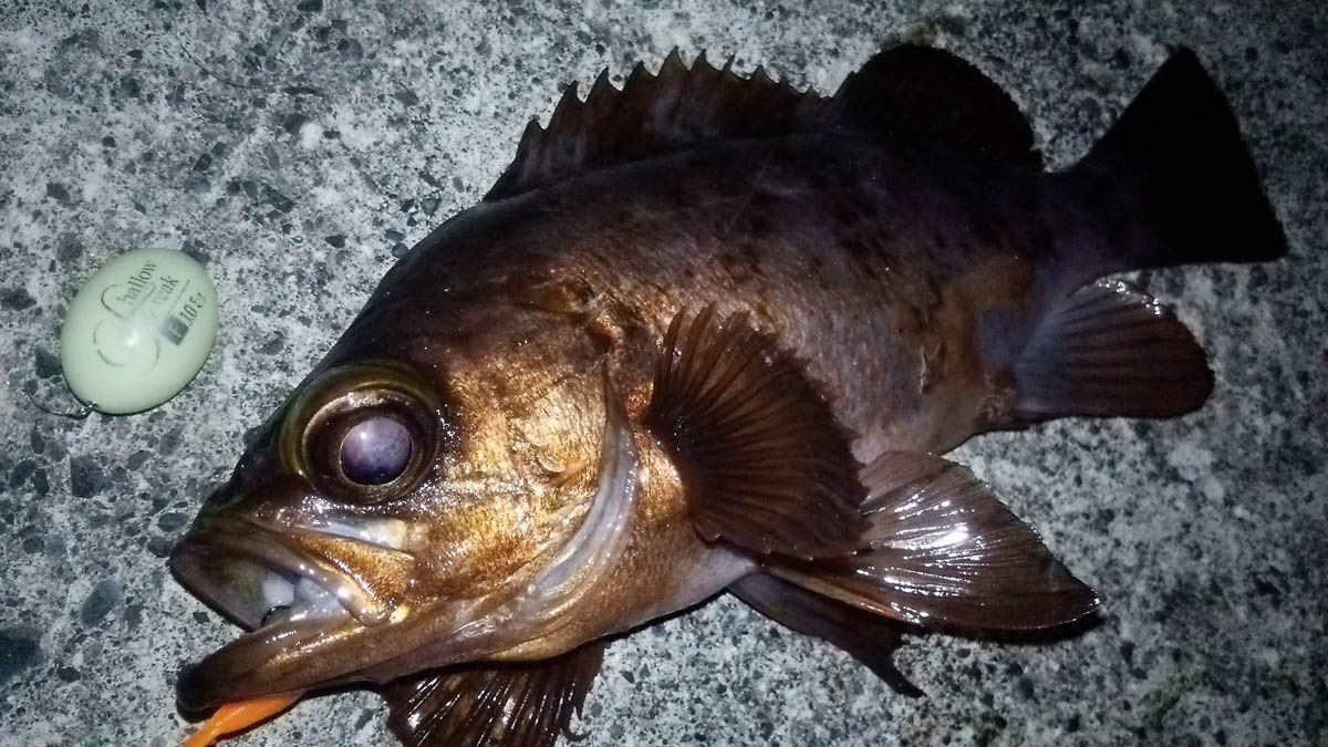 メバリングにおけるフロートリグの飛距離と食わせのメリット