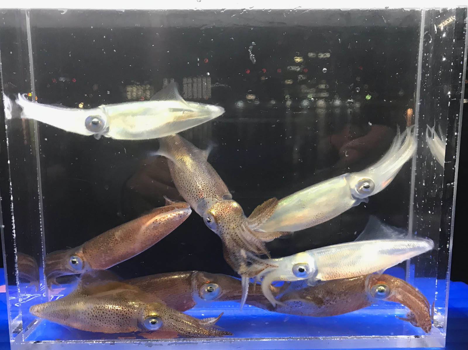 水槽の中のヒイカ