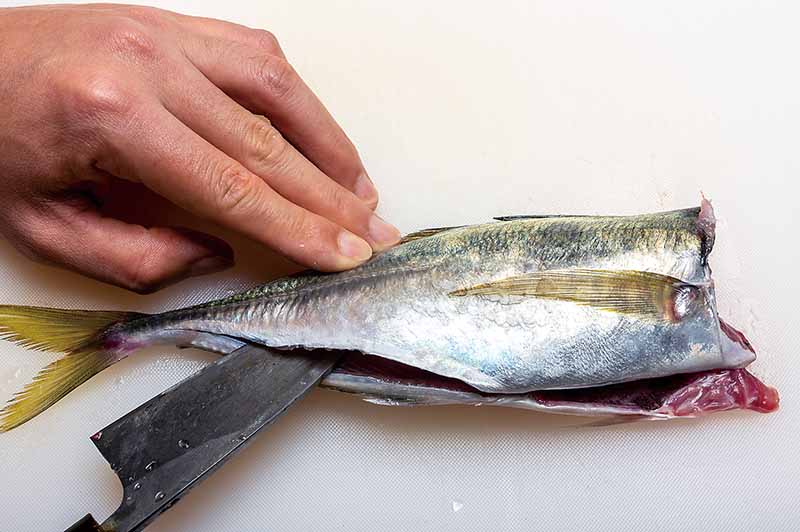 6. 肛門から尾の付け根まで腹身を切り開く