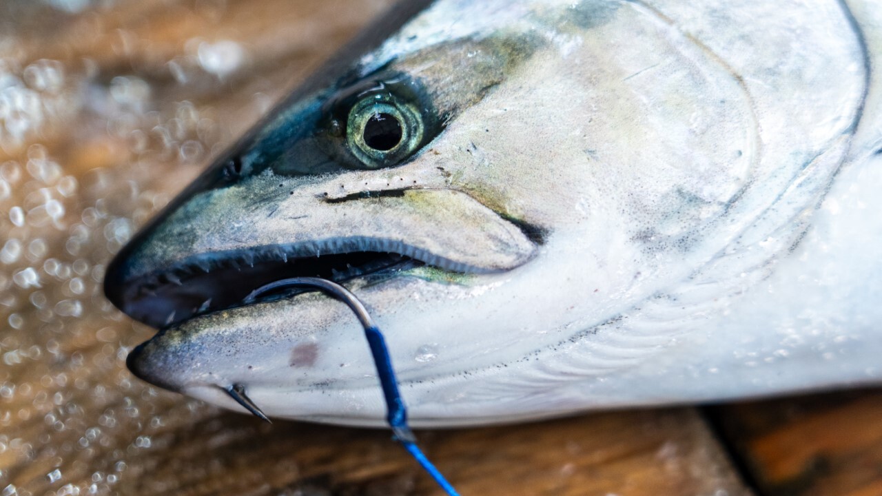 ヴァンフックの『ジギングパーチ ダブルアシスト』は「フッキング率の高さ」、「バラしに くさ」、「強度」、「トラブルの少なさ」を兼ね備えたサ クラマスジギング用アシストフック。これまでハリ選びに悩まされてきたアングラーは要注目