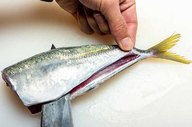 3. 尾の付け根から半身を切り取る